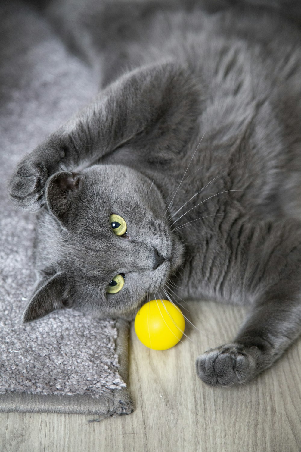 russian blue cat lying on white textile