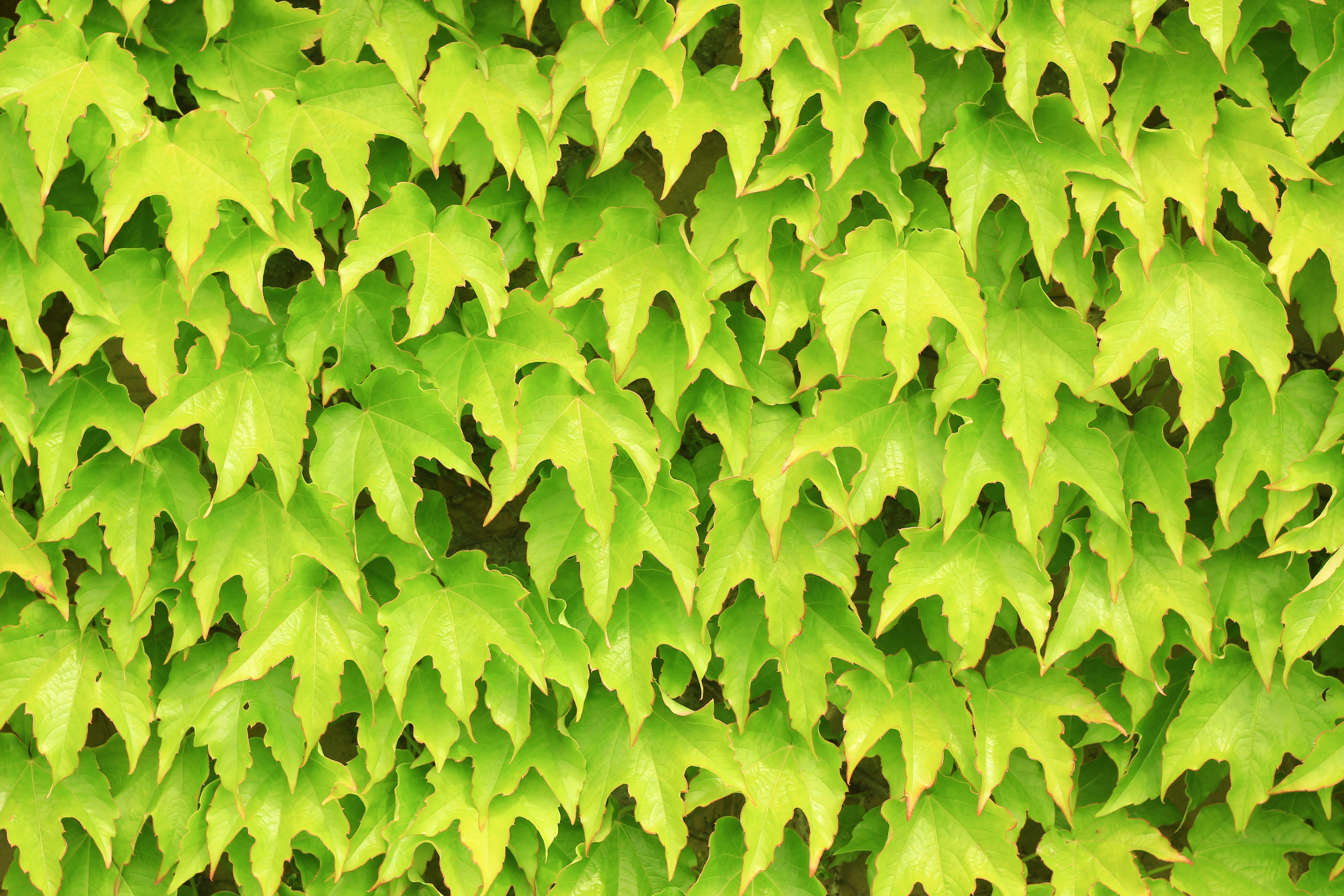 Photo by modry_dinosaurus