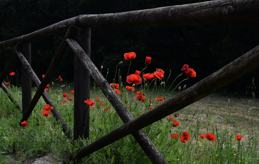 茶色の木製の柵の近くに赤い花びらの花