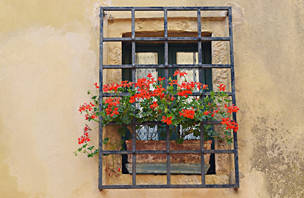 red flowers on window