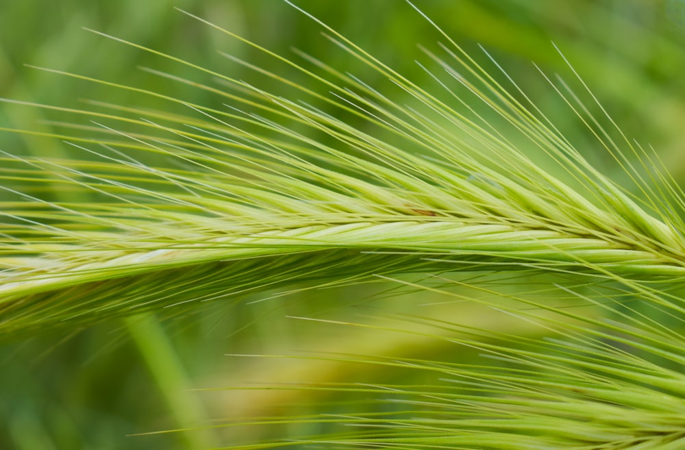 green leafed plant