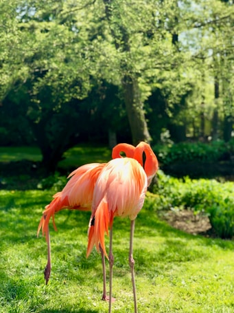 Two flamingos stand gracefully on a lush green lawn, surrounded by vibrant foliage and bathed in warm sunlight.