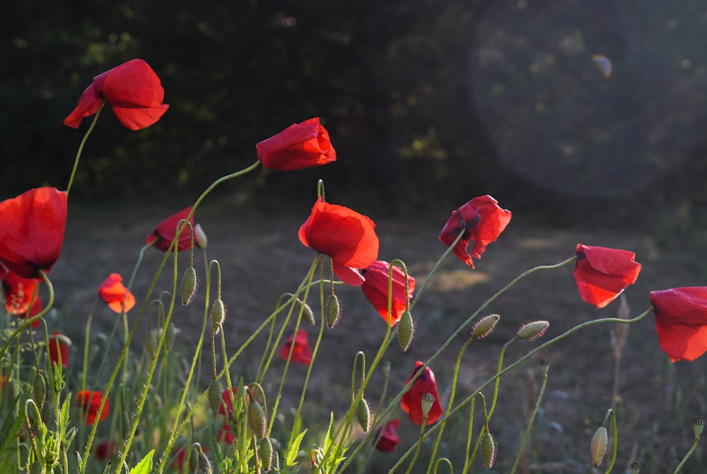 red flowers