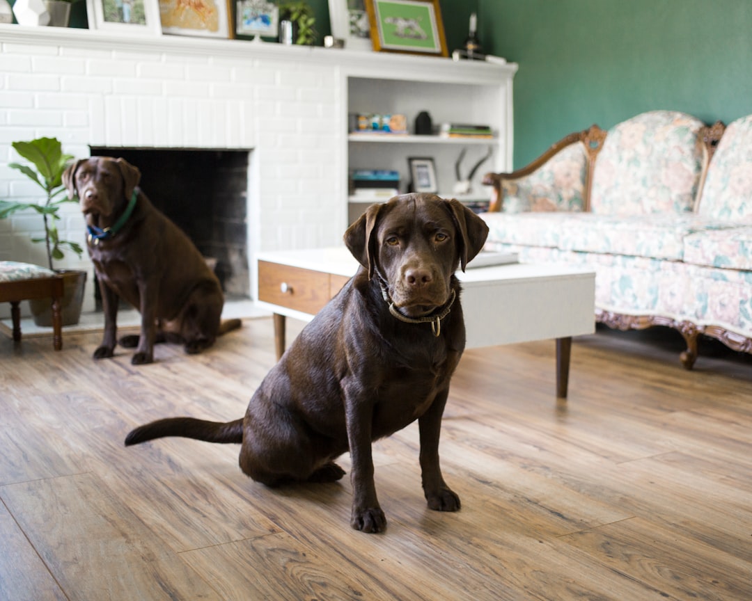 Two big, brown dogs sitting on the wood floor as a living room, looking directly at the camera.