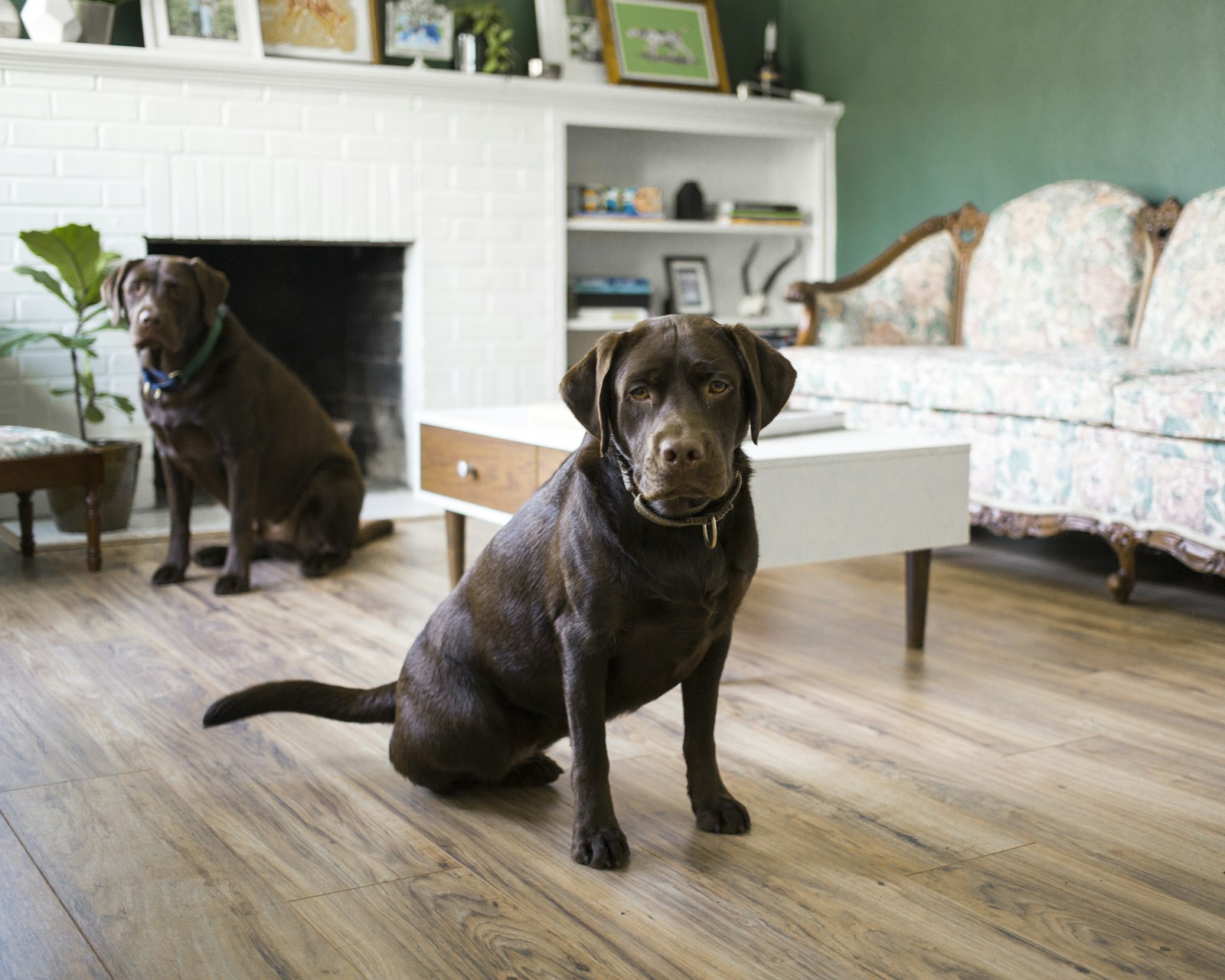 Canon EOS 5D Mark III + Canon EF 40mm F2.8 STM sample photo. Two brown dogs photography