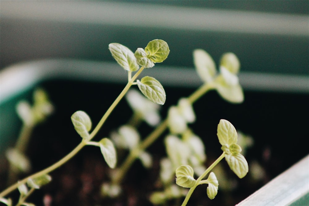 selective focus photography of green leafed plant