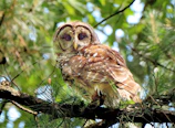 Green owl mascot sitting on a tree branch surrounded by snacks and children.