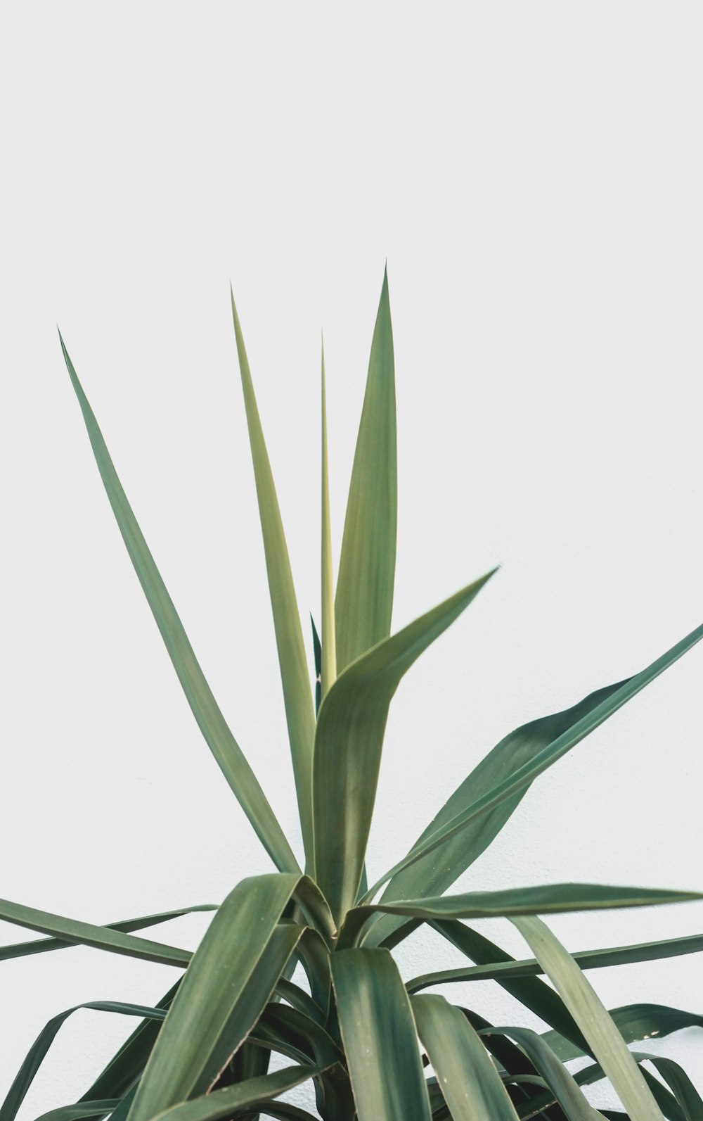 green linear plant