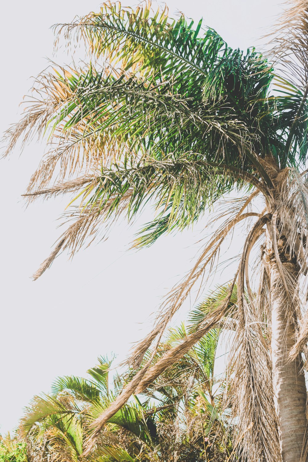 worm's eye view photo of coconut tree outdoors