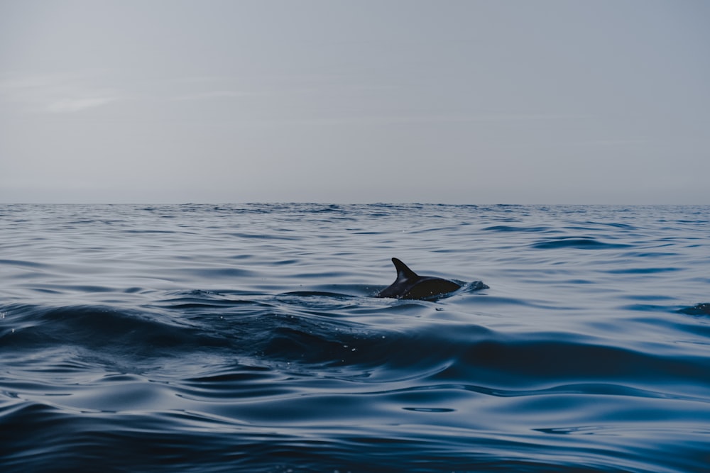 dolphin in body of water