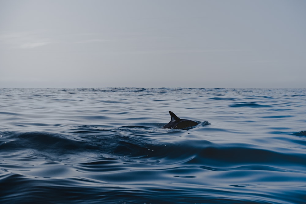 Delfín en cuerpo de agua