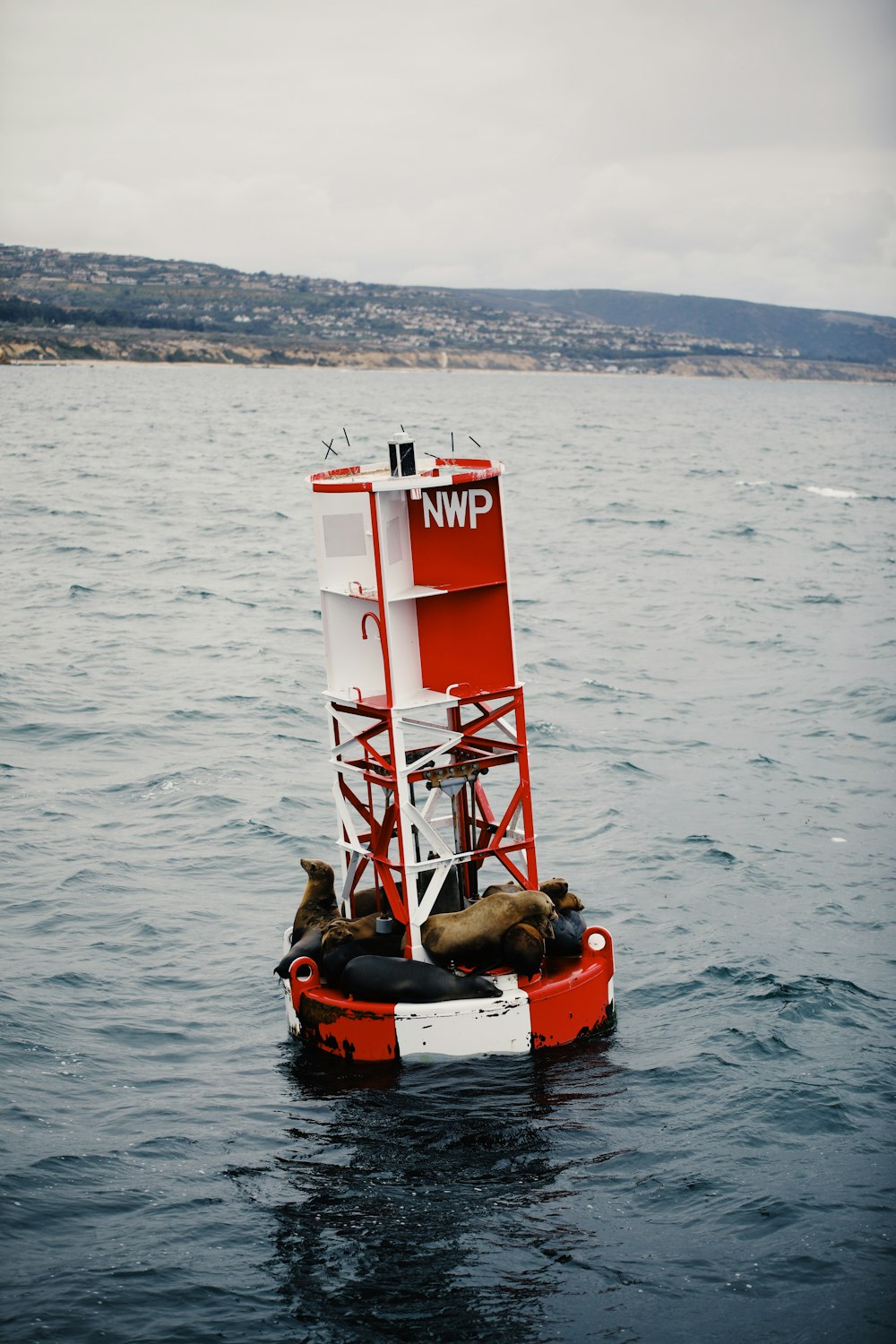 seals on floater in the middle of ocean during daytime