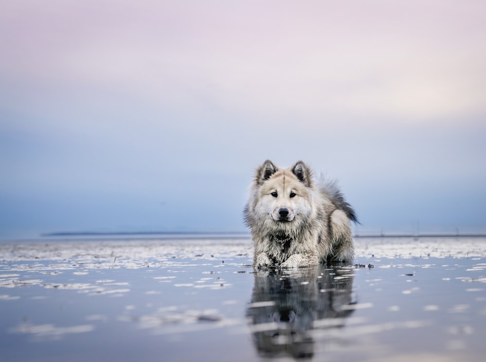 cão no corpo calmo da água