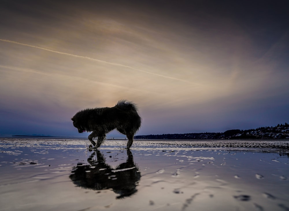 silhouette photo of dog near body of water