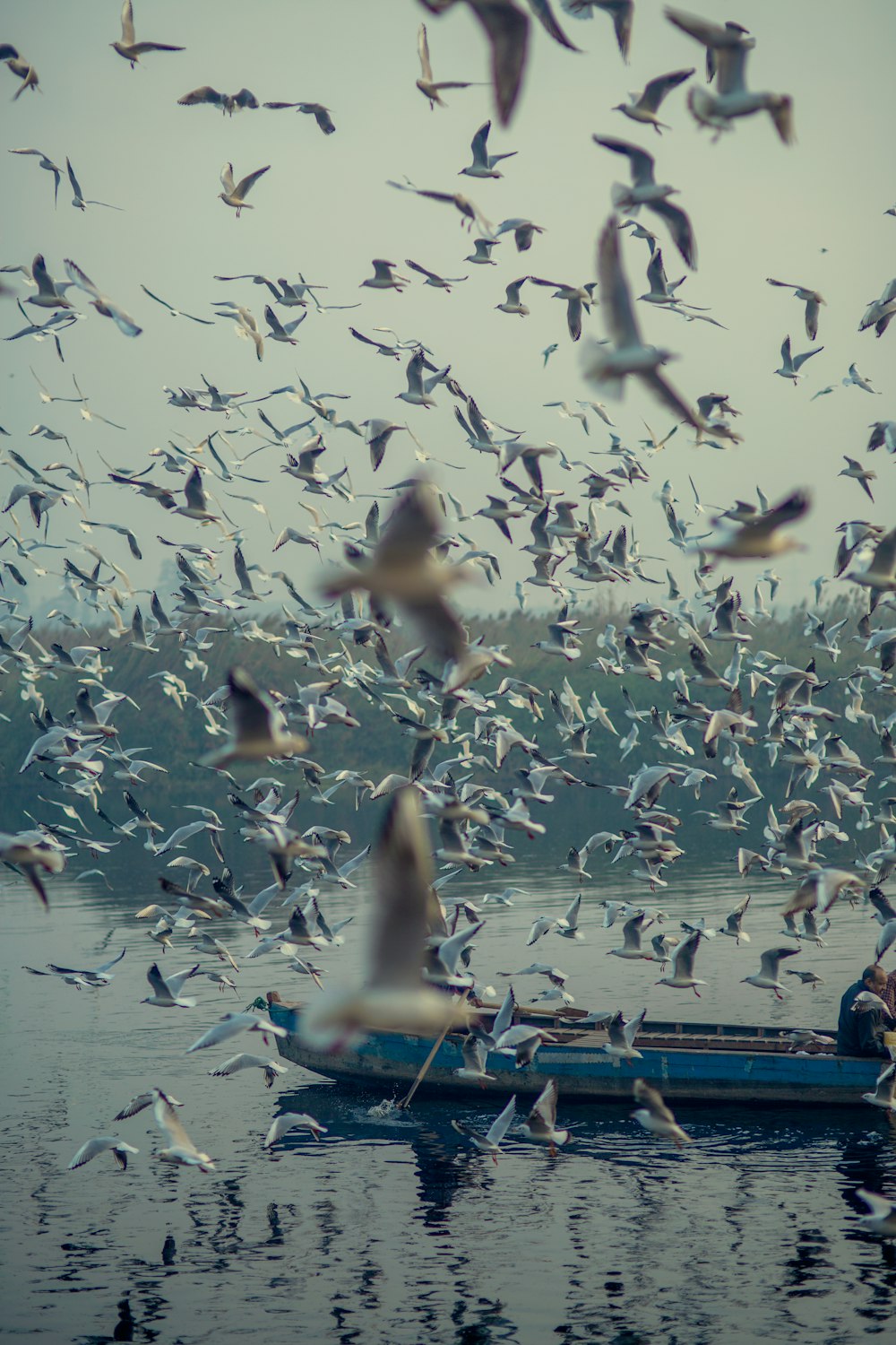 volée d’oiseaux pendant la journée