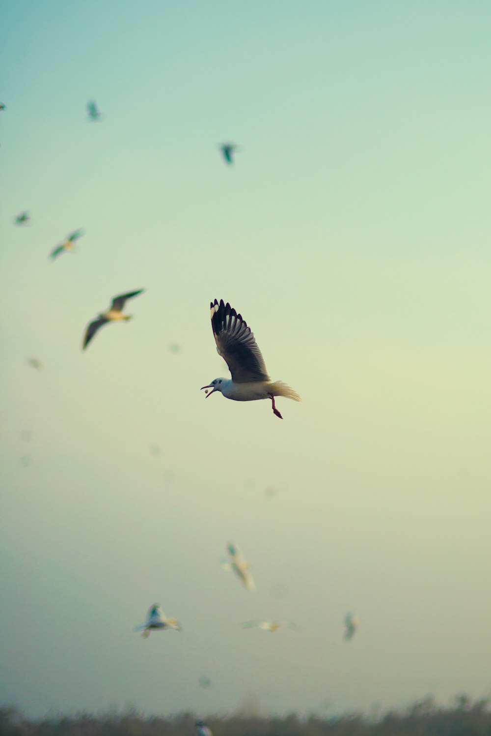 seagulls flying on the sky