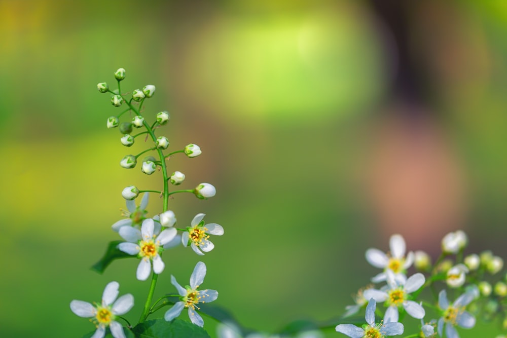 shallow focus photography of white flowers