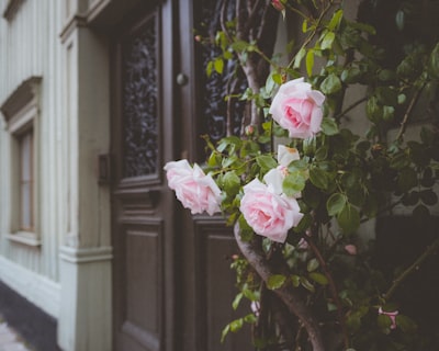 pink rose flowers pretty teams background