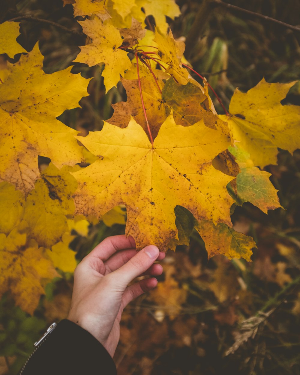 person holding yellow maple leaf's tip