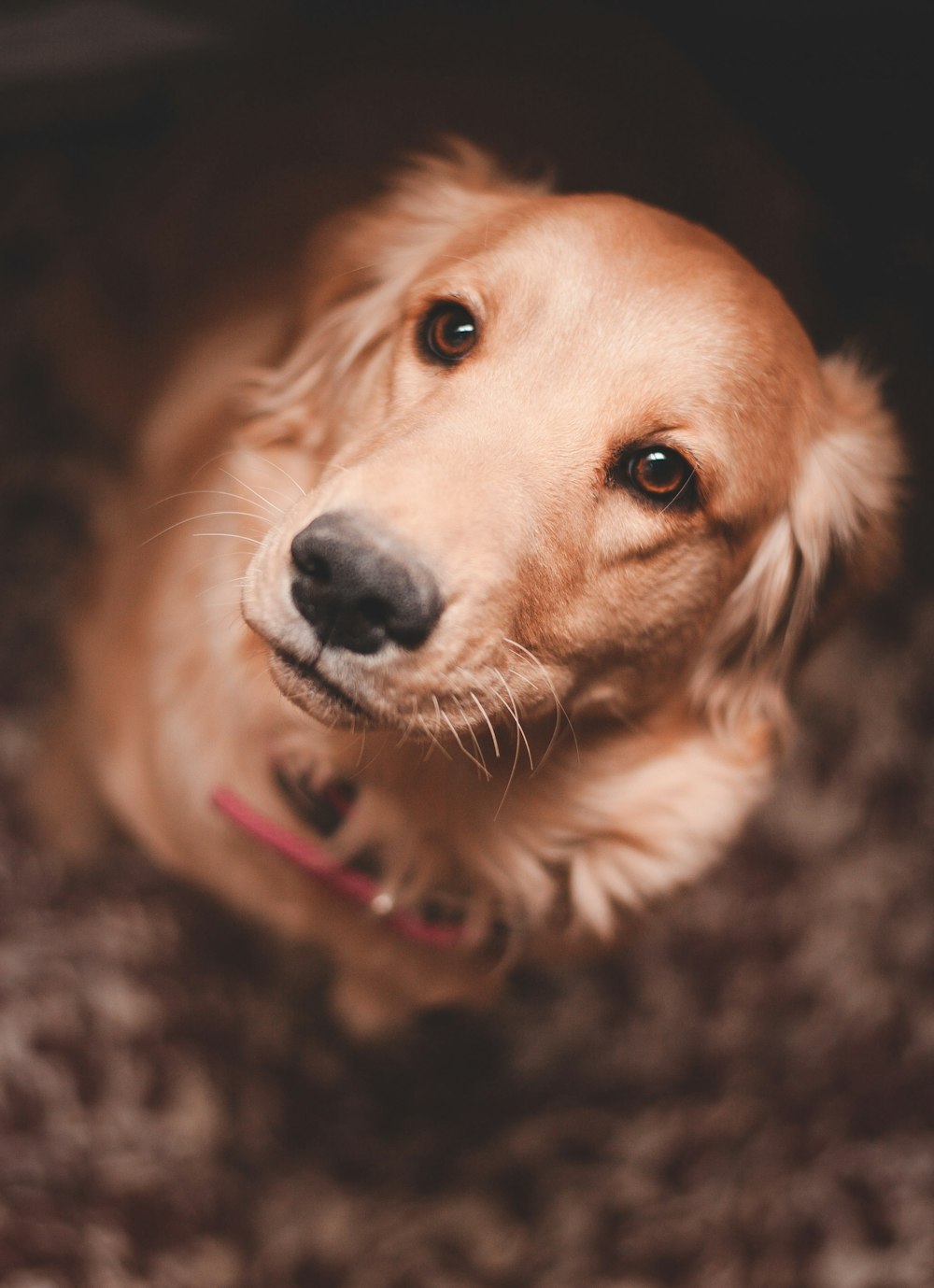 Photographie d’inclinaison et de décalage de chien