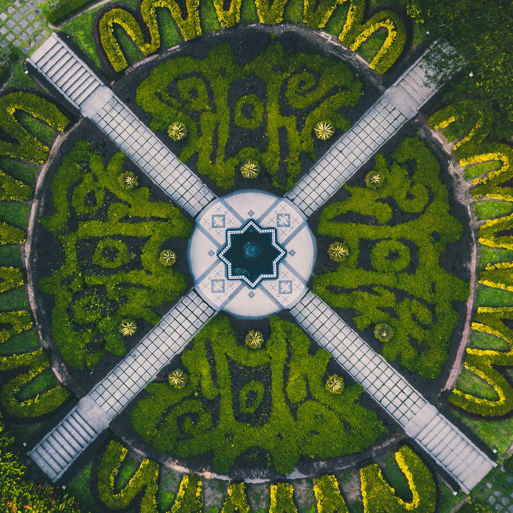 aerial photograph of green plants