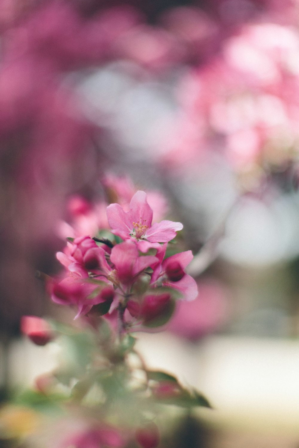 Fotografía de enfoque selectivo de flores de pétalos rosas