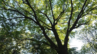 The sprawling branches of a peepal tree with sunlight filtering through its heart-shaped leaves