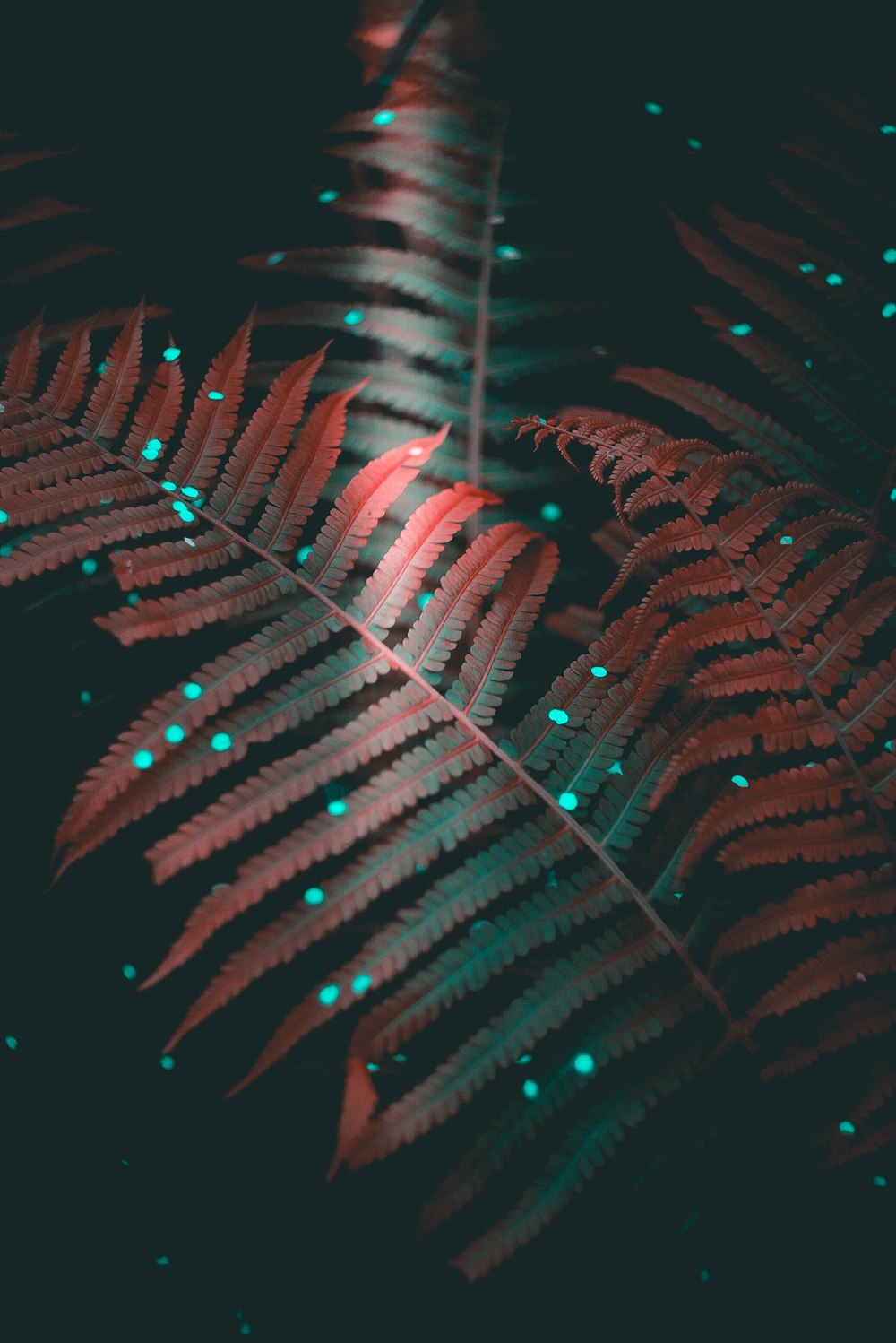 빨간 LED 불빛으로 녹색 양치류 식물의 근접 촬영