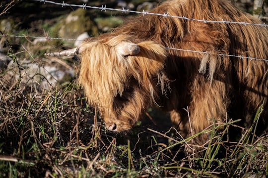 photo of County Wicklow Wildlife near Dublin Castle