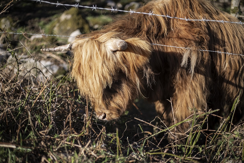 brown and black animal standing on green grass beside gray barbwire at daytime