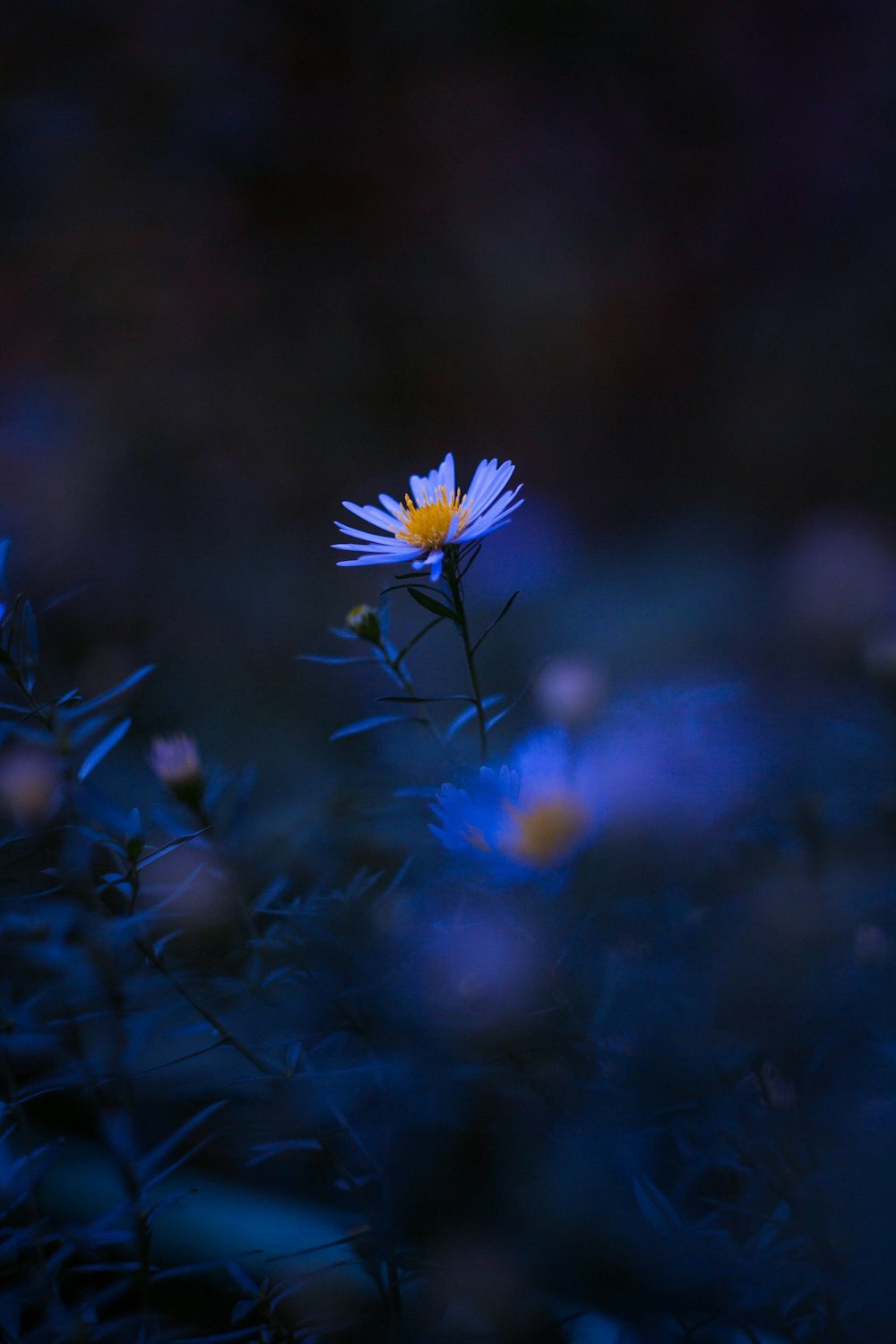 Download Blue Flower 8k Ultra Hd Amoled Wallpaper