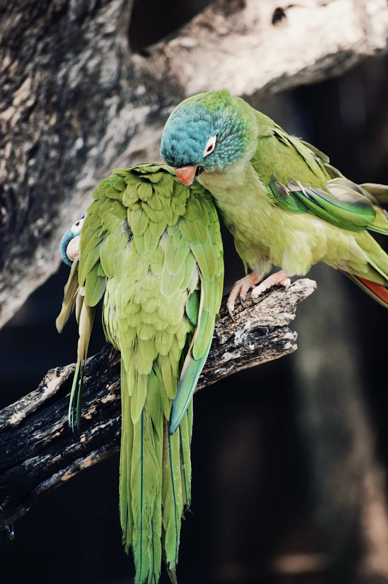 Birds photographed with shallow focus