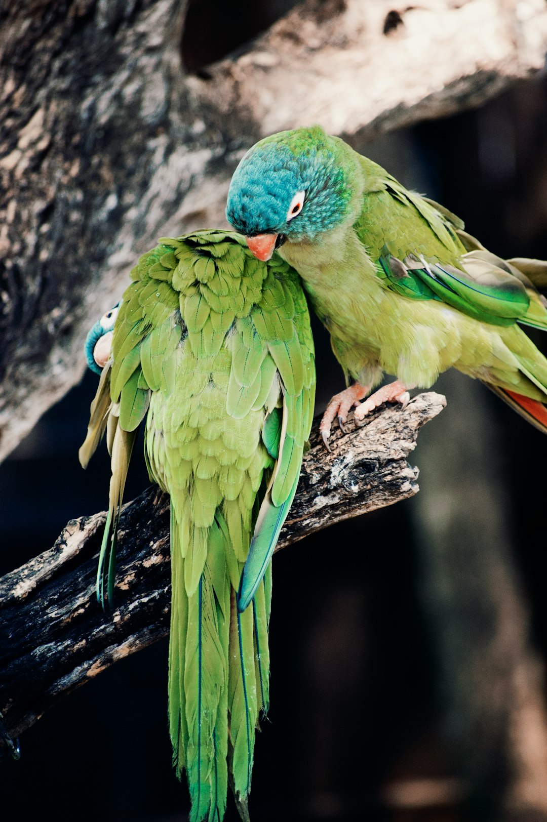 Wildlife photo spot The Palace of the Lost City Pilanesberg