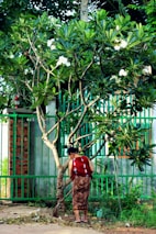 A person wearing traditional attire is sweeping the ground under a lush green tree with white flowers. The scene is set against a backdrop of a green metal fence and some vegetation.