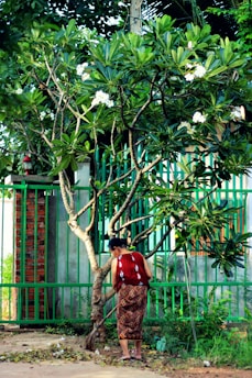 A person wearing traditional attire is sweeping the ground under a lush green tree with white flowers. The scene is set against a backdrop of a green metal fence and some vegetation.