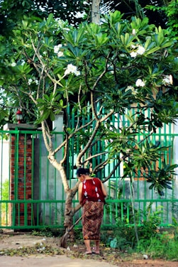 A person wearing traditional attire is sweeping the ground under a lush green tree with white flowers. The scene is set against a backdrop of a green metal fence and some vegetation.