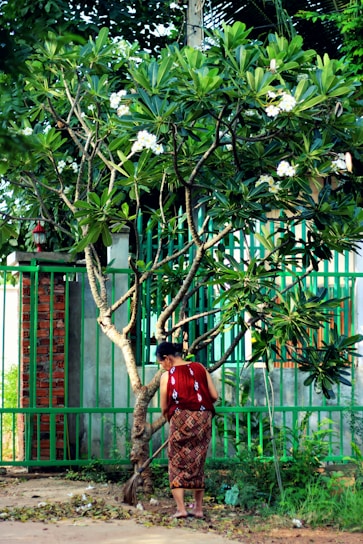 A person wearing traditional attire is sweeping the ground under a lush green tree with white flowers. The scene is set against a backdrop of a green metal fence and some vegetation.