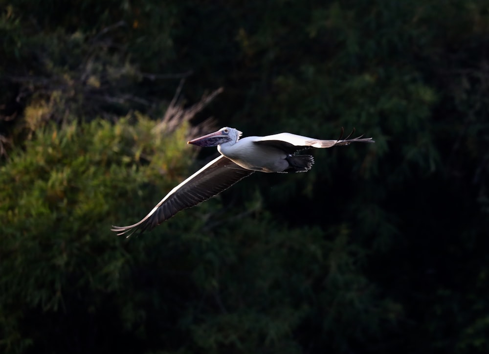 white and black bird mid-flight during day