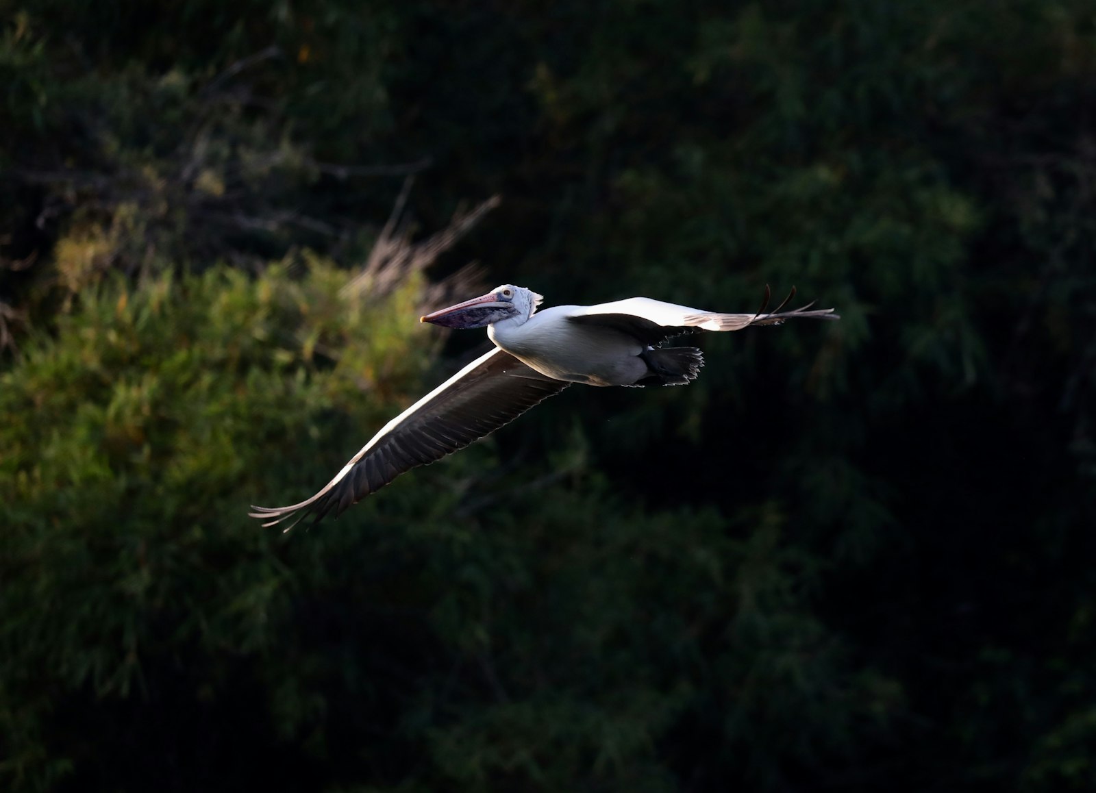 Canon EOS 5D Mark IV + Canon EF 100-400mm F4.5-5.6L IS II USM sample photo. White and black bird photography