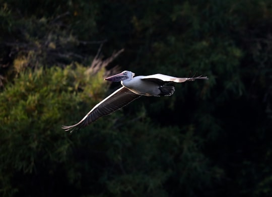 Ranganathittu Bird Sanctuary things to do in Exhibition Grounds