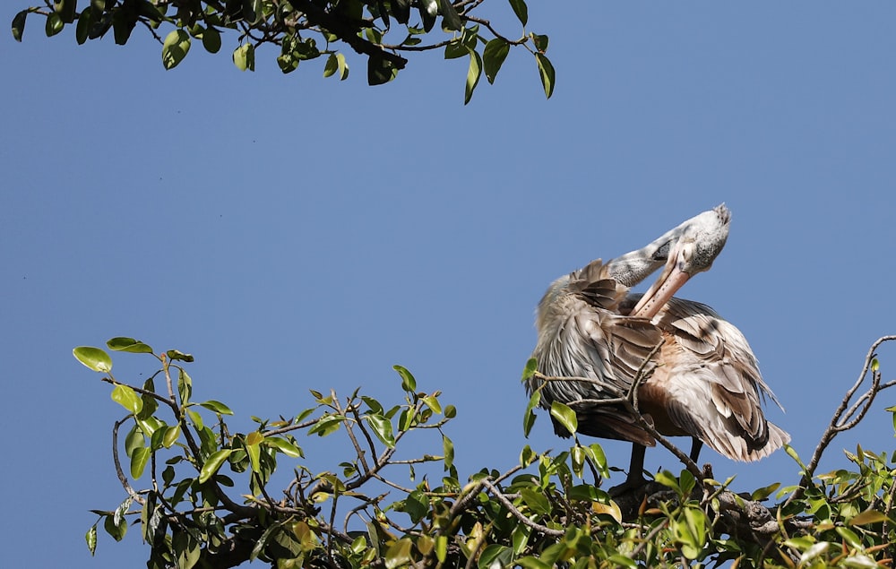 Pélican blanc et brun perché sur un arbre vert ramifié pendant la journée
