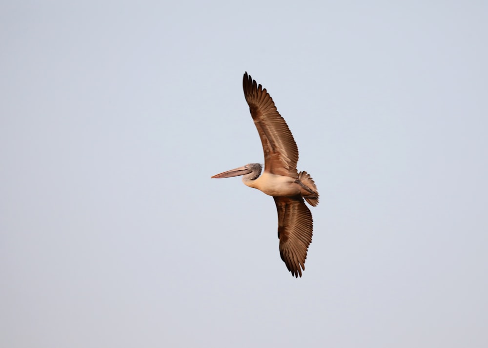 brown pelican flying in the sky