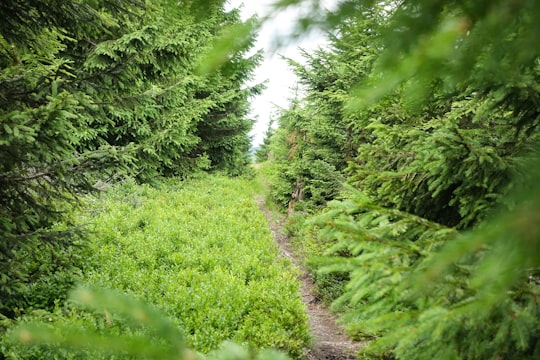 pathway surrounded by green grass in Świeradów-Zdrój Poland