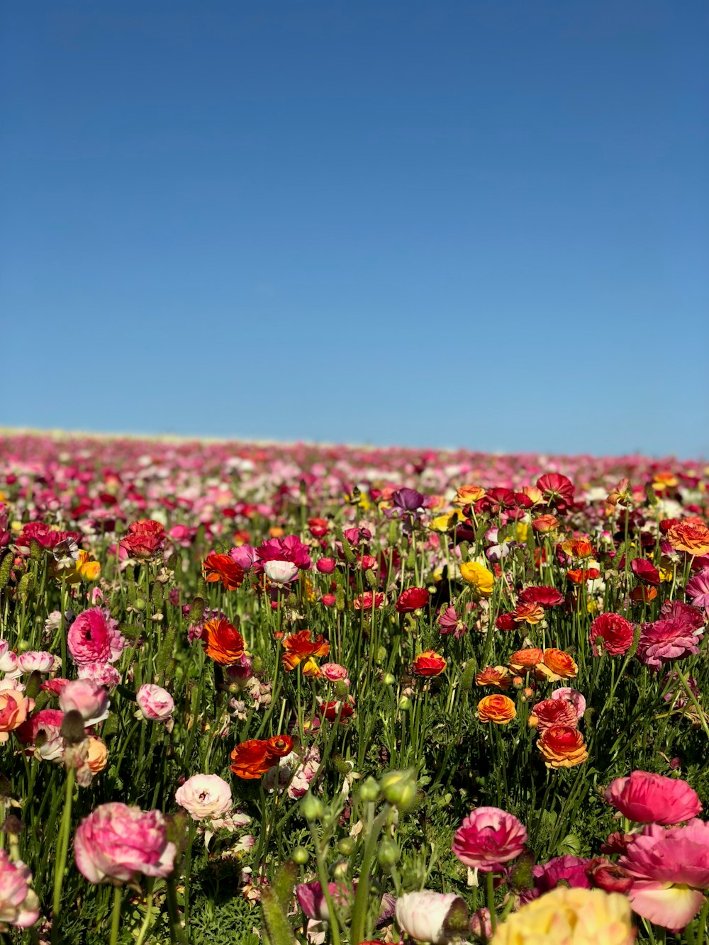assorted-color flower farm during daytime