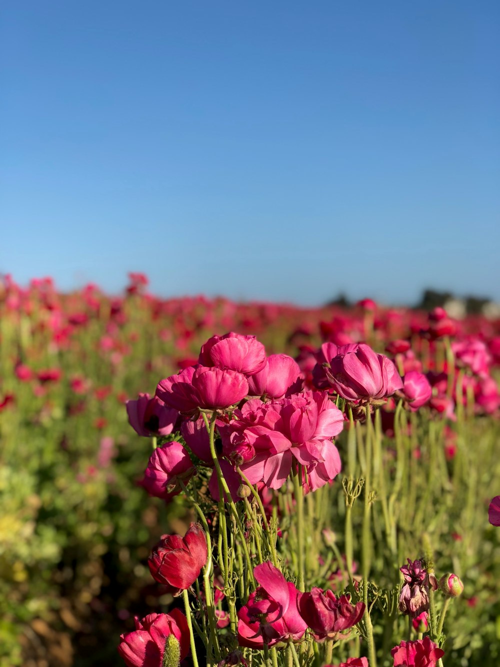 pink peony flower field