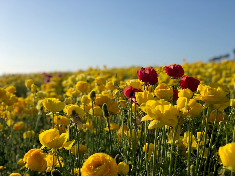 landscape photo of red and yellow flowers