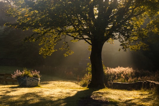 green leaf tree during daytime in Lake District National Park United Kingdom