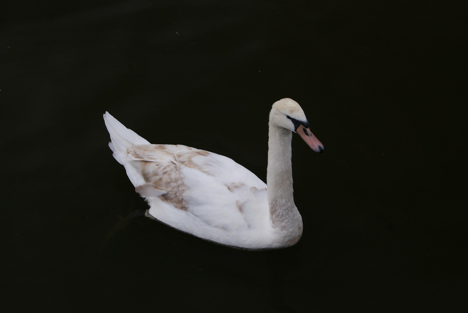 Sony Alpha DSLR-A330 + Sony DT 18-55mm F3.5-5.6 SAM sample photo. White and beige swan photography