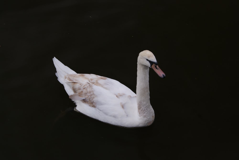white and beige swan