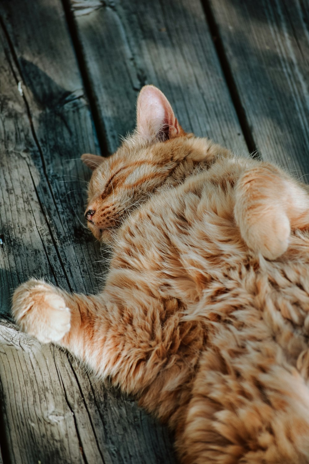 mittelbeschichtete orangefarbene Katze, die auf brauner Holzplanke schläft